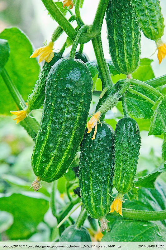 Огурец По-моему хотению F1 0,25 гр цв.п.